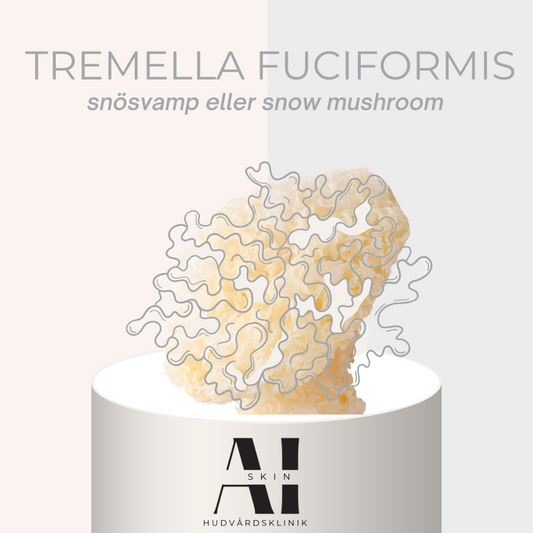 Allt du behöver veta om: Snösvamp, snow mushroom, tremella fuciformis